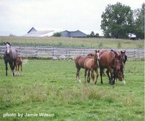 Galten Farms