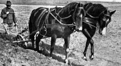 Trakehner mares being used in the fields