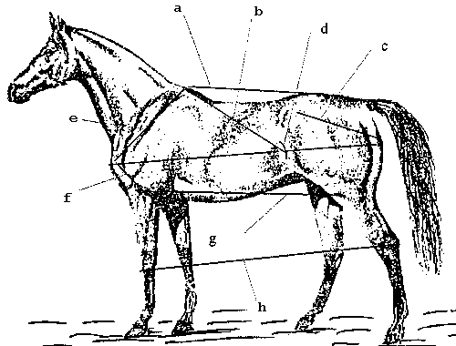 Horse Figure 1